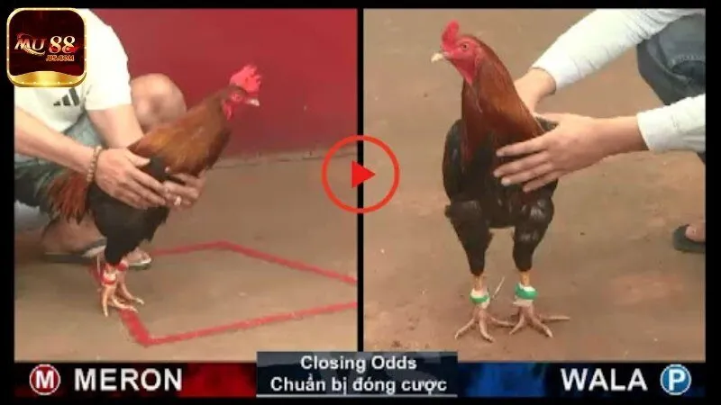Bí quyết chơi cá cược đá gà cựa dao Mu88 thắng lớn từ cao thủ